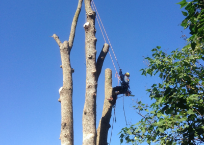 Coupe dun arbre essouchage sur la Rive-Sud de Montréal - Arbreiz Élagage, Émondage, Élagage et coupe d'arbre sur la rive-sud de montréal et à montréal (1)