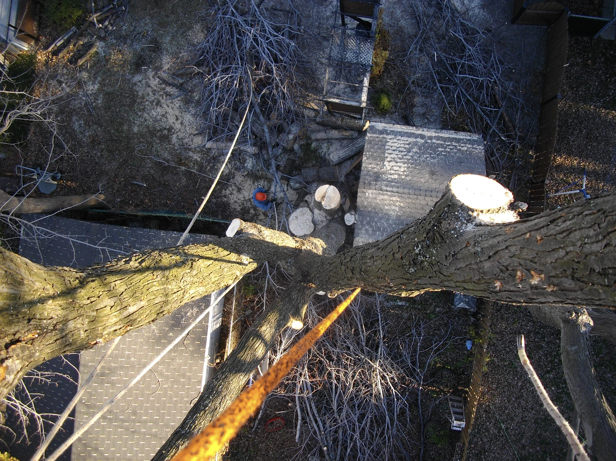 SERVICE DE CONSEIL SUR VOS ARBRES - Arbreiz Élagage SERVICE DE CONSEIL SUR VOS ARBRES - Arbreiz Élagage