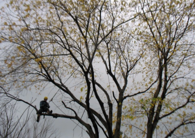 coupe dun arbre trop grand service de coupe darbre sur la Rive-Sud de Montréal - Arbreiz Élagage, Émondage, Élagage et coupe d'arbre sur la rive-sud de montréal et à montréal