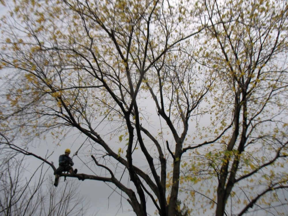 coupe dun arbre trop grand service de coupe darbre sur la Rive-Sud de Montréal - Arbreiz Élagage, Émondage, Élagage et coupe d'arbre sur la rive-sud de montréal et à montréal