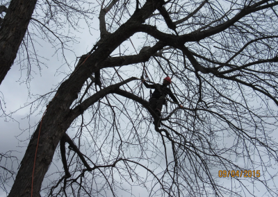 coupe dun arbre trop grand sur la Rive-Sud de Montréal - Arbreiz Élagage, Émondage, Élagage et coupe d'arbre sur la rive-sud de montréal et à montréal