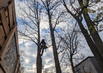 Coupe de branche d'arbre - Service d'abattage d'arbre à Longueil - Arbreiz Élagage