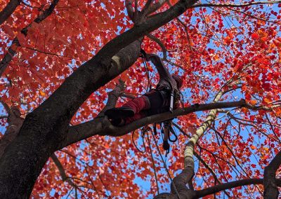 Coupe de branche d'arbre - Service d'abattage d'arbre à Longueil - Arbreiz Élagage