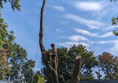 Service émondage arbre a Rosement - Arbreiz Élagage