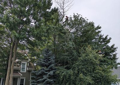 Service émondage arbre à St-Hubert - Arbreiz Élagage