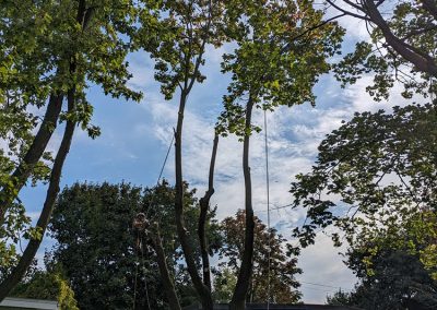 Service émondage arbre à la Petite-Patrie - Arbreiz Élagage