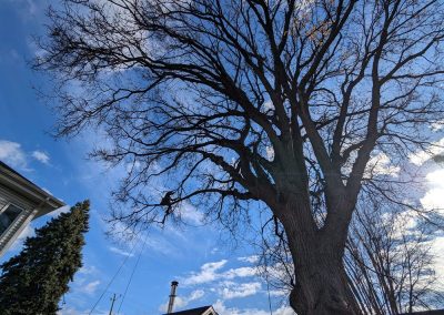 Service émondage arbre au plateau Mont-Royal - Arbreiz Élagage