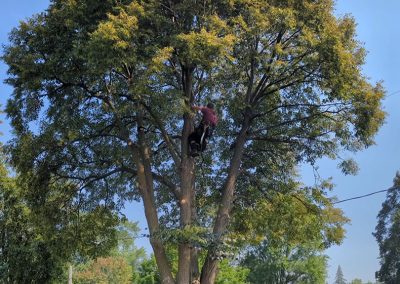 Service Haubanage d'arbre dans à Longeuil - Arbreiz Élagage