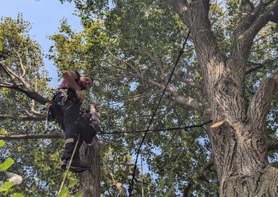 Service Haubanage d'arbre dans la région de Longeuil - Arbreiz Élagage