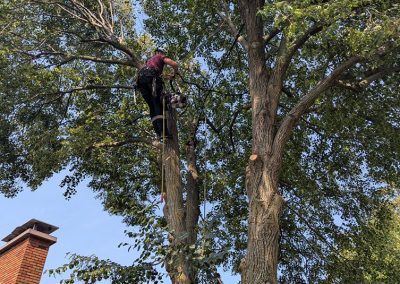 Service Haubanage d'arbre dans la région de Longeuil et ses alentours - Arbreiz Élagage