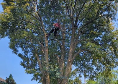 Service Haubanage d'arbre dans la région de Longeuil et ses environs - Arbreiz Élagage