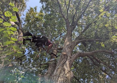 Service Haubanage d'arbre à Longeuil et ses environs - Arbreiz Élagage