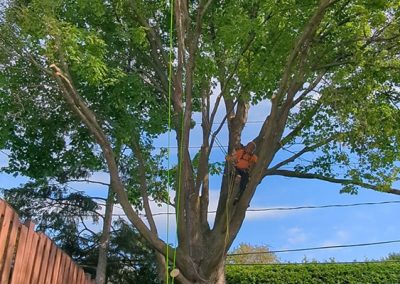 Service Élagage et abattage arbre à Boucherville - Arbreiz Élagage