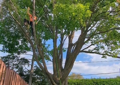 Service Élagage et abattage arbre à Boucherville et ses environs - Arbreiz Élagage