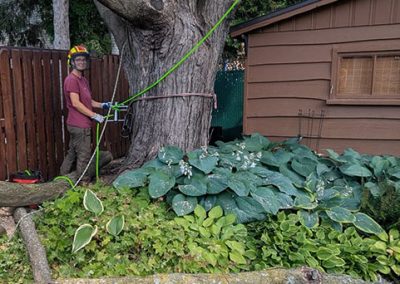 Service Élagage et abattage arbre à Brossard - Arbreiz Élagage