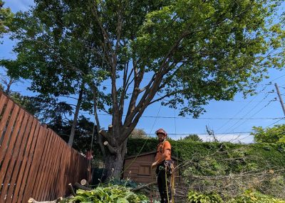 Service Élagage et abattage arbre à Brossard et ses environs - Arbreiz Élagage