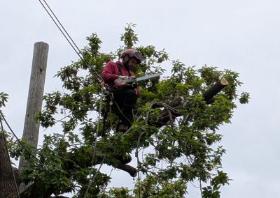 Service abattage arbre dangereux dans le secteur de Rosemont - Arbreiz Élagage