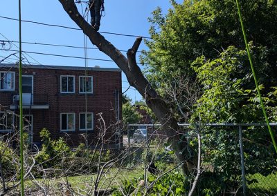 Service abattage arbre dangereux dans les secteur de Montréal et la Rive-Sud - Arbreiz Élagage