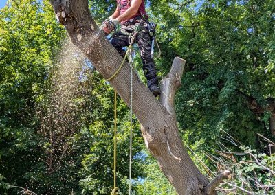 Service abattage arbre dangereux dans les secteur de la Rive-Sud de Montréal - Arbreiz Élagage