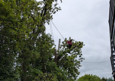 Service abattage arbre dangereux sur le Plateau-Mont-Royal - Arbreiz Élagage